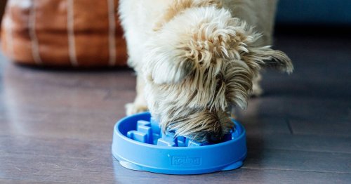 4 clever dog bowls that can seriously slow down fast eaters