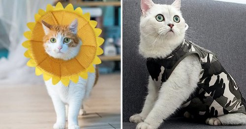 5 Cat Cone Alternatives That Help Keep Your Pet Comfy While Healing