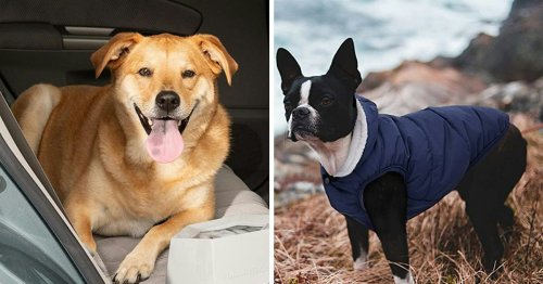 Dog Owners Are Calling These Hidden Gems On Amazon Their Most Amazing Finds Of The Year