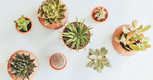 Indoor Plants Are Meaningful for 2 Life-Changing Reasons