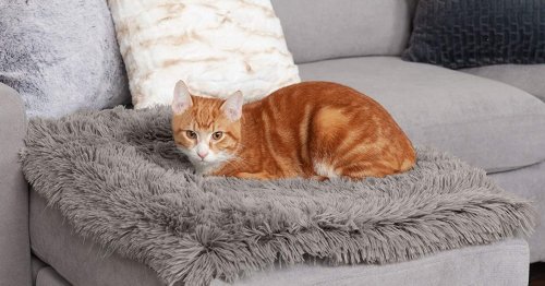The 7 Best Heated Cat Beds