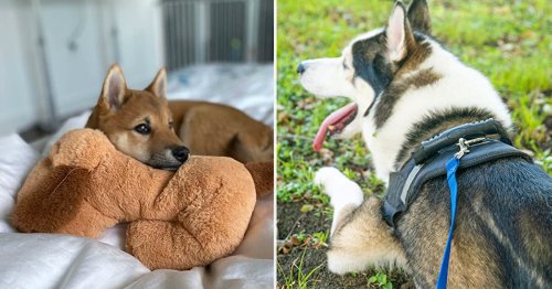 30 mistakes you're making that are causing your dog to behave badly