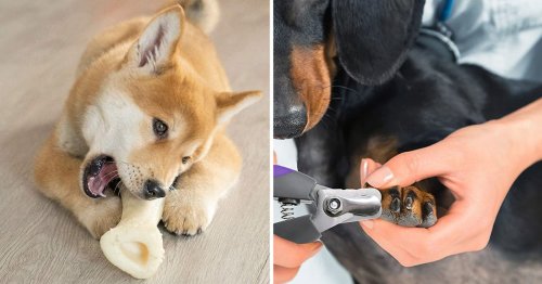 Pet owners say you can save a sh*t load of money with any of these genius things