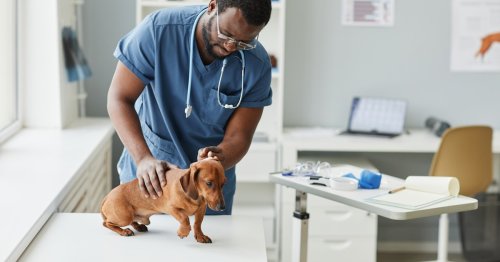 How Often Should I Take My Dog To The Vet? What The Pros Say