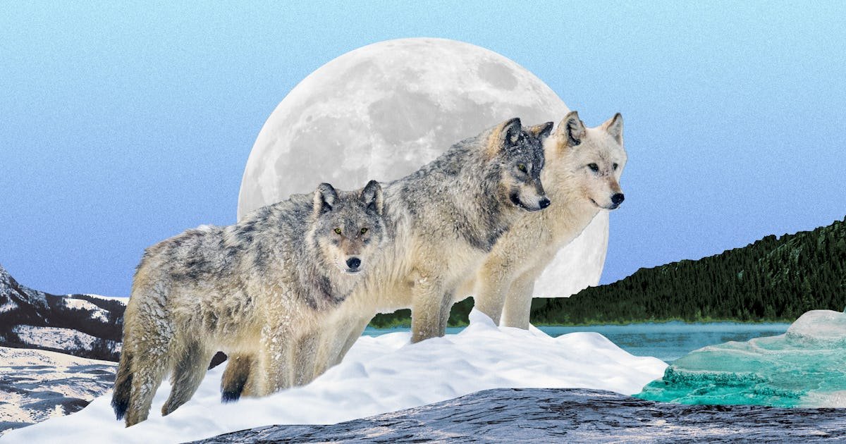 Inside the Controversial Strategy To Make the World More Wild