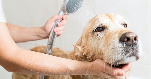 The 10 Best Smelling Dog Shampoos