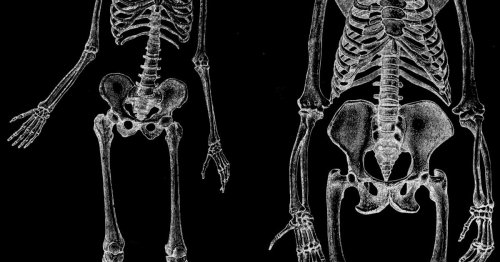 'Uniquely Human' Muscles Found in Apes Switches Up Evolutionary Dogma