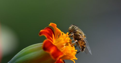 A new study reveals surprising similarities between bees and humans