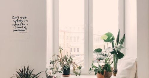 NASA Says These Houseplants Will Purify the Air in Your House