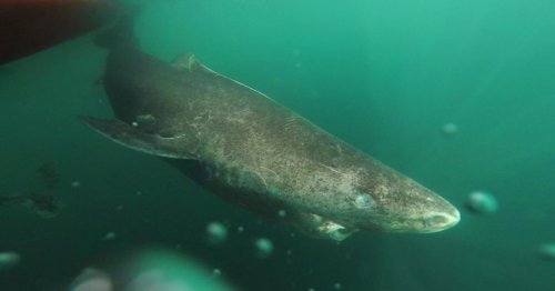 Greenland's 512-Year-Old Shark: Here's What It Looks Like
