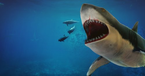 Megalodon: This ancient predator gave birth to babies the size of adult ...