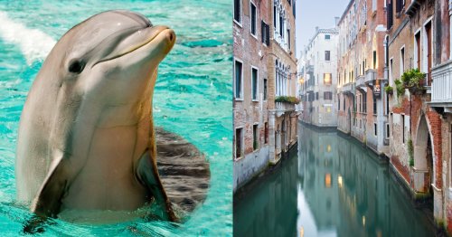 Stay Inside Humans! The Dolphins Are Playing In the Venice Canals