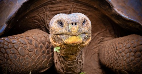 Tortoises and humans share this one unique trait