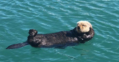 Toxoplasma: Creepy Disease in Outdoor Cats' Poop Is Killing Sea Otters