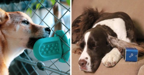 You could have way more control over your dog if you tried any of these clever things, according to trainers