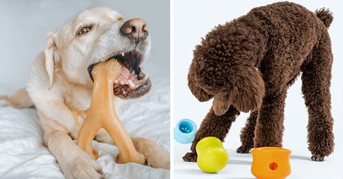 If your dog misbehaves, you'll wish you knew about these genius things sooner
