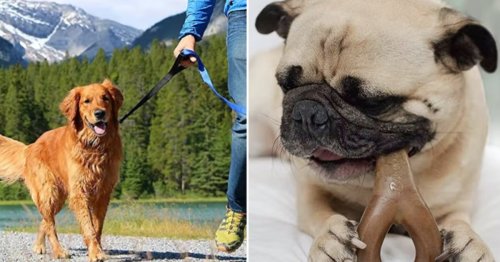 22 mistakes you don't realize are causing your dog to act sh*tty that are actually easy to fix