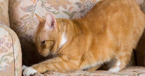 Why is my cat scratching the furniture? The answer might surprise you