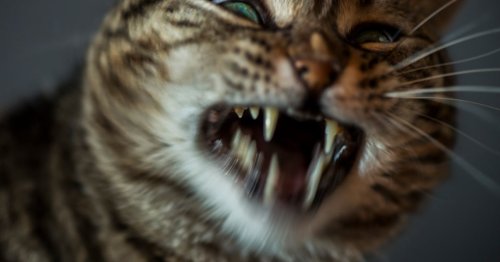 Will my cat eat me if I die? Science holds the delicious answer - Flipboard