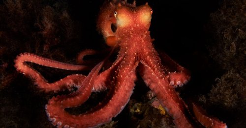 Five incredible facts you didn't know about octopus