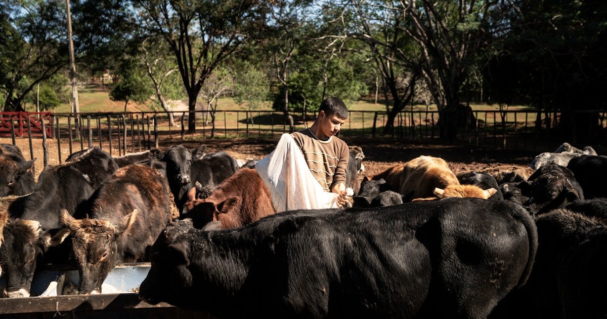 In Paraguay, cows offer a way out of poverty — and perhaps a greater peril