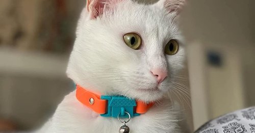 The 8 Best Collars For Cats Who Hate Collars, According To A Vet