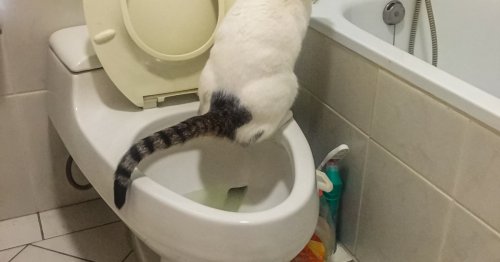Why is my cat peeing everywhere? Pet experts explain this surprisingly complex behavior