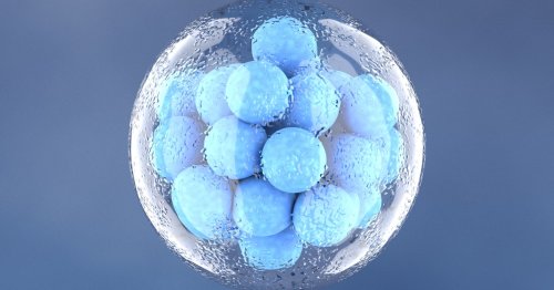 Scientists made synthetic embryos with stem cells — and created a legal dilemma