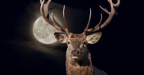 July’s Full “Buck” Moon Is Coming — And It Will Wow You