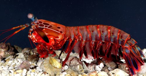 Why the Mantis Shrimp Is the World's Most Impressive Ocean Predator