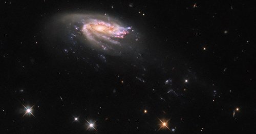 A “Jellyfish” Galaxy Survives Turbulent Cosmic Seas in New Hubble Image
