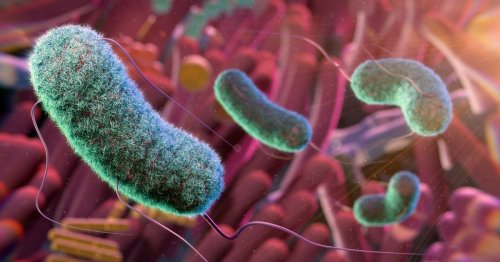 A Biologist Explains How Aging Changes Your Gut Bacteria