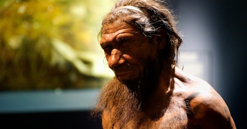 Neanderthal Study Corrects "Absurd" Misconception About Hunched Posture
