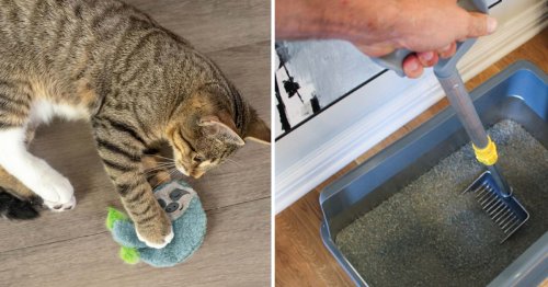 45 Weird, Clever Things Cat Owners Say Are Actually Life-Changing