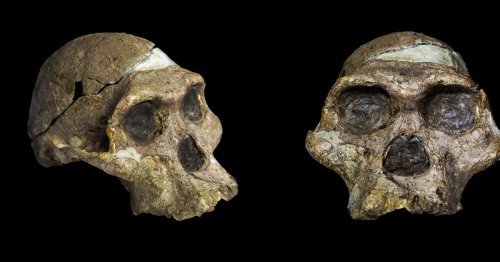 Ancient Genomes Reveal Complicated Split into Europeans and Asians