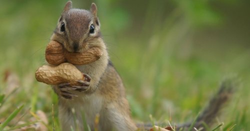 Go Nuts! Tell Your Kids These 55+ Squirrel Jokes & Puns To Keep Them Laughing