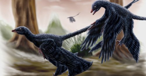 How Birds Evolved From Dinosaurs and Learned How to Fly
