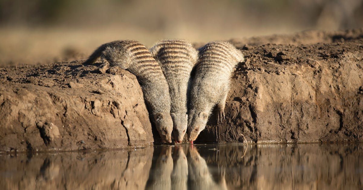 Watch: This animal society runs like a utopia