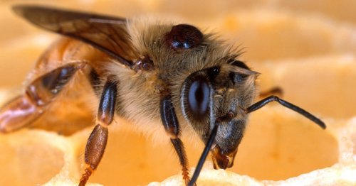 Global Bee Collapse: Varroa Mites Are the Culprits, Not "Deadly" Virus