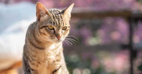 Can Cats See Things That Humans Can't? Veterinarians Reveal What Cat Vision Is Really Like