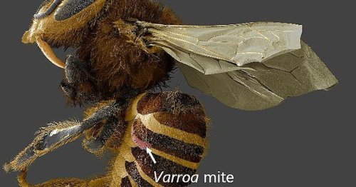 Bee Collapse: The Varroa Mite Is More Destructive Than Scientists Ever Knew