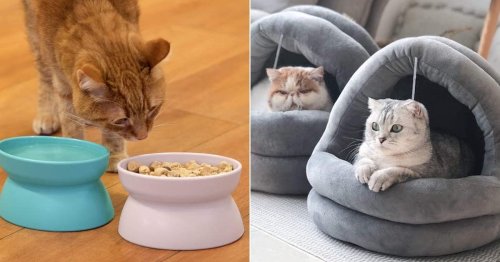 Your cat could be much happier if you do any of these 22 things, according to experts