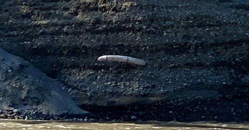 This woolly mammoth tusk that showed up in Alaska is a chilling glimpse into the future