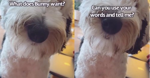 What’s Bunny The Dog’s Deal?