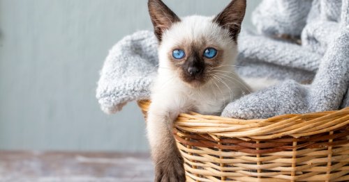 Keeping cats indoors: How to ensure your cat is happy, according to science
