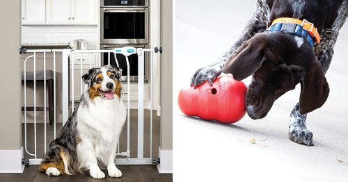 Trainers say you're encouraging your dog to behave badly if you're doing any of these things