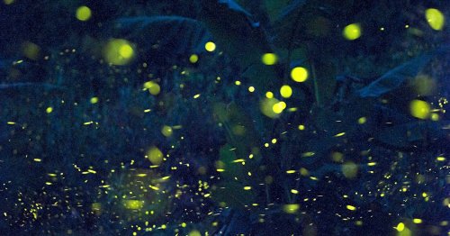 Firefly swarms may have finally solved a 20-year-old scientific mystery