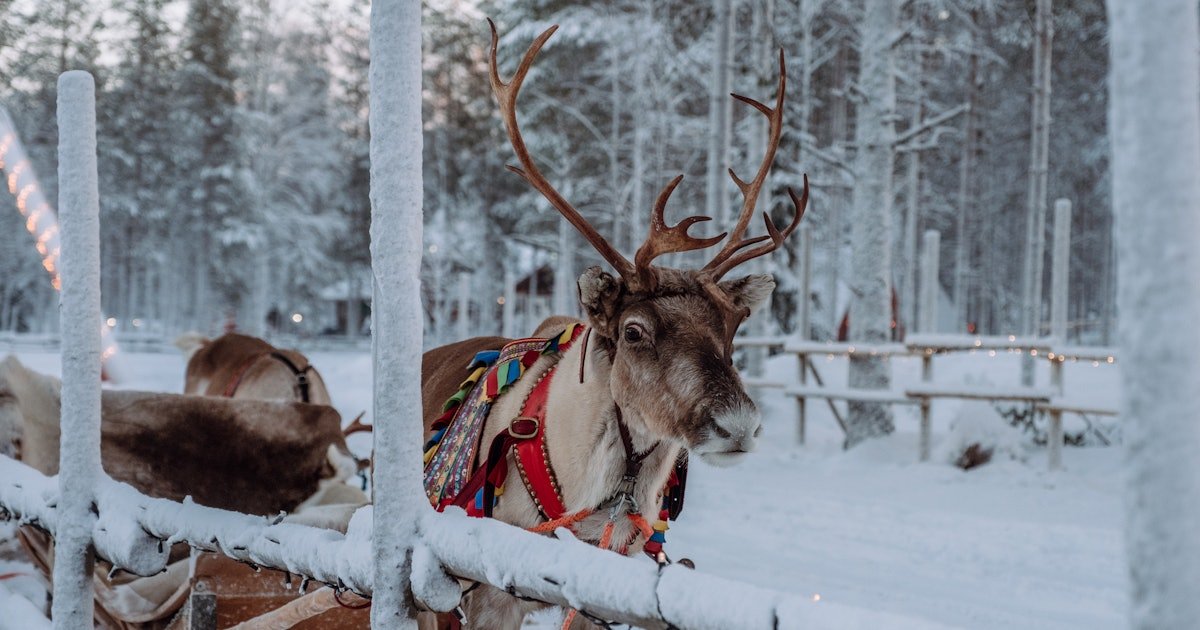 Here's What To Leave Santa's Reindeer As A Snack, According To A Vet