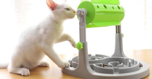 The 10 Best Cat Puzzle Feeders