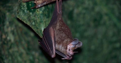 Watch: These bats can memorize your phone ringtone, and it might help them hunt